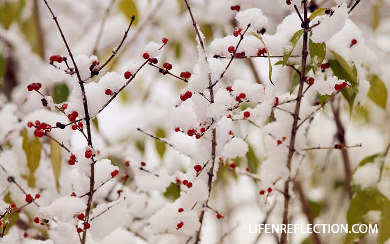 Snowdrop Cherries