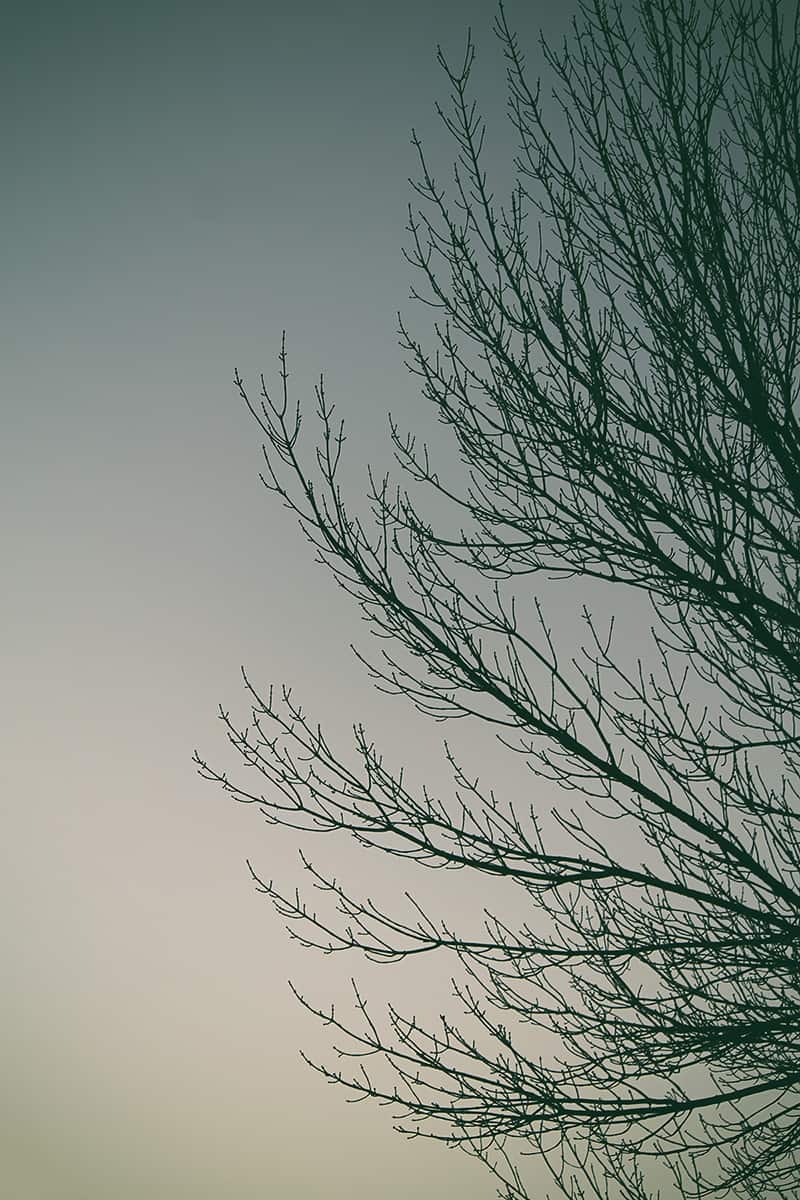 Winter Shadow
