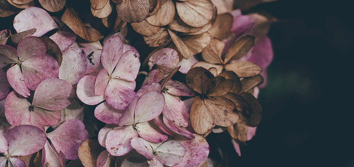 5 Starter Essential Oils For Beautiful Skin