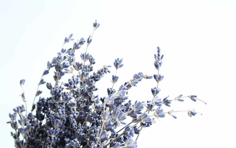 10 Must Have Blog Photography Props - Lavender