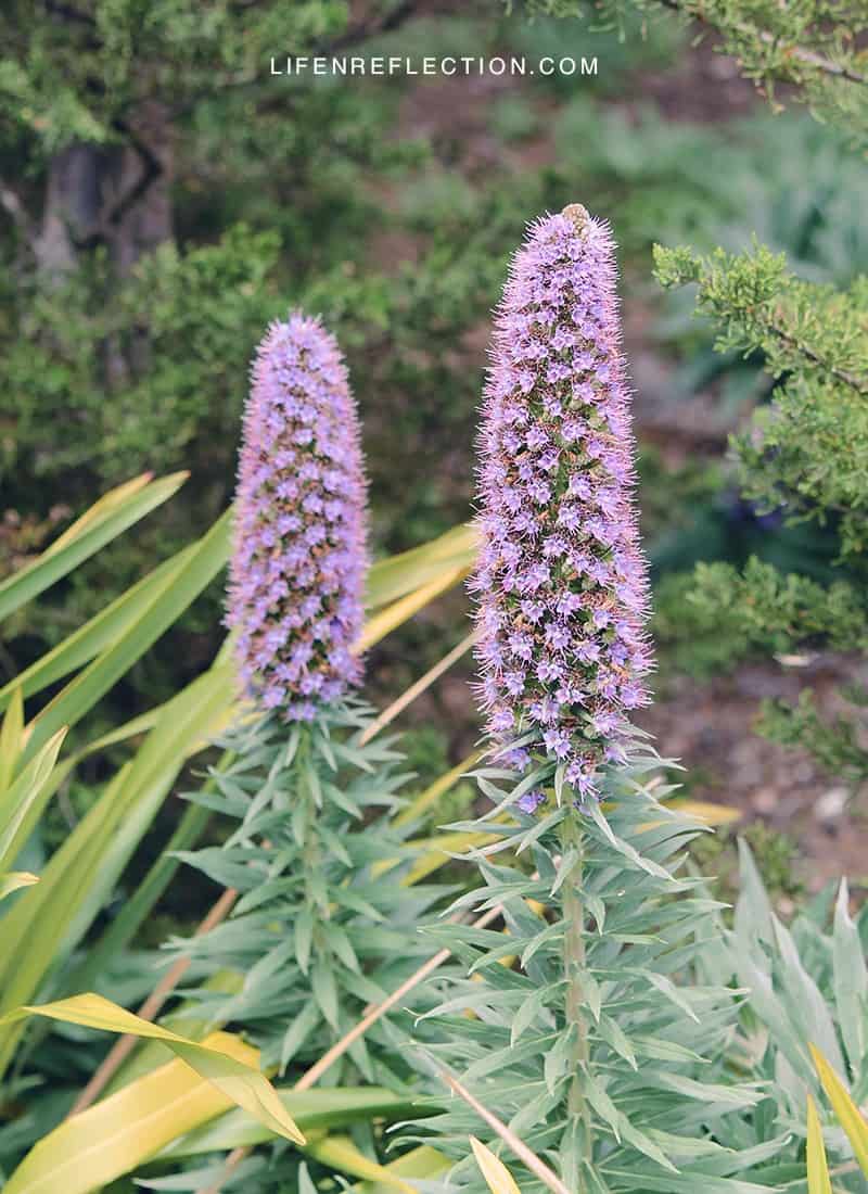 Pacific Plumes