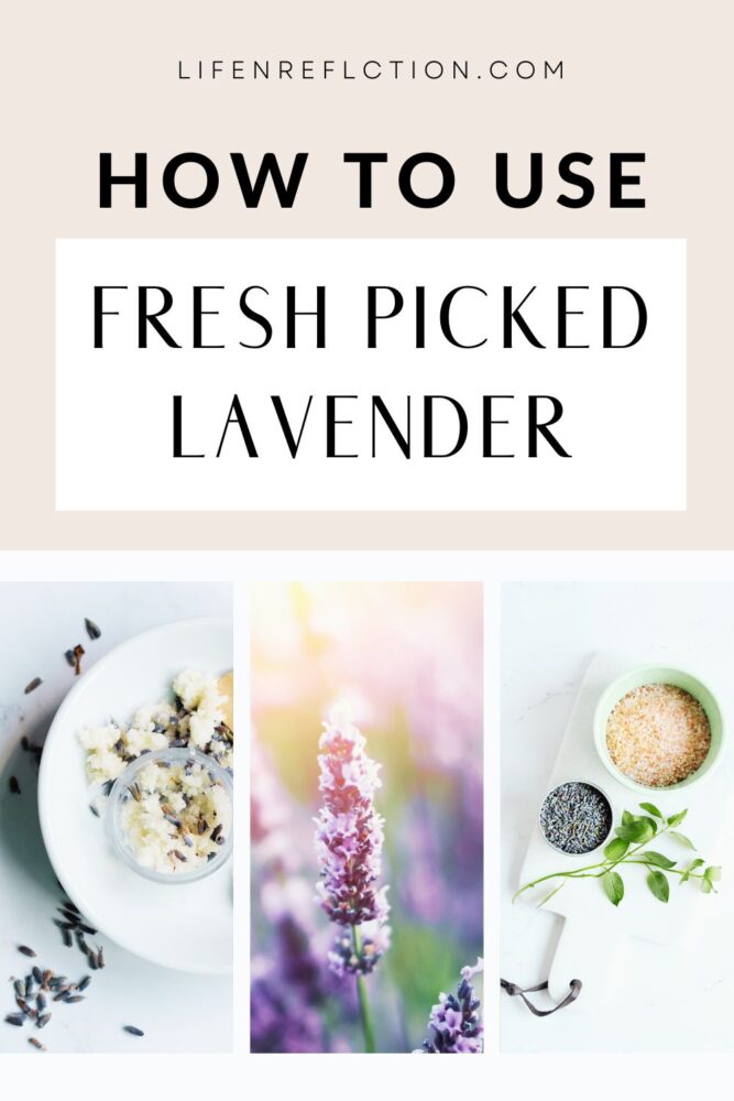 What can you do with fresh-cut lavender? Let me count the ways! 