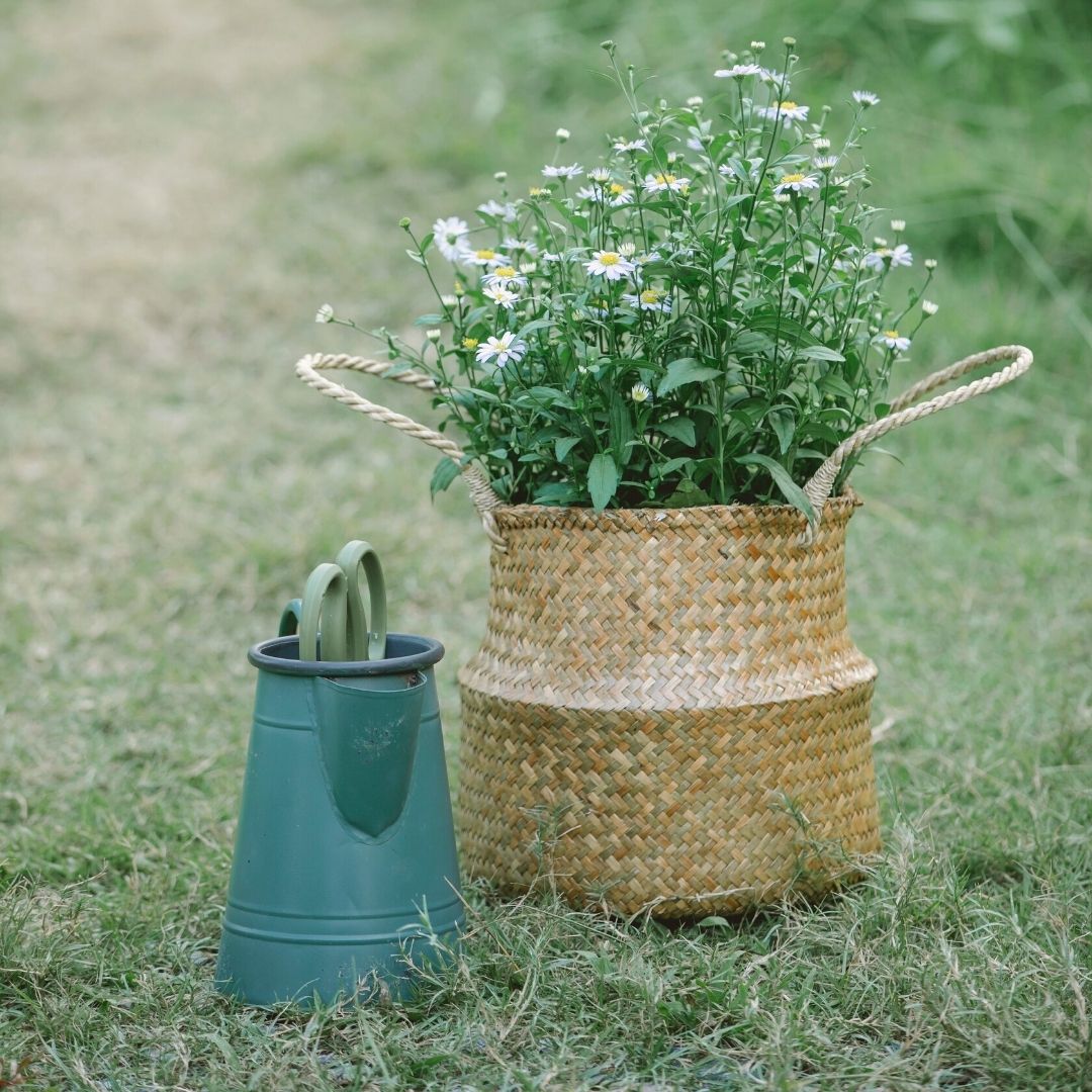 I love growing chamomile for many reasons and I know you will too after discovering these unique chamomile uses.