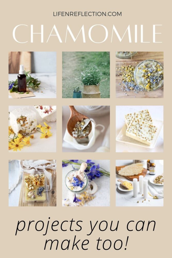 Chamomile uses abound with these ten things you can make with chamomile. Lip balm, bath bombs, soap, sleep sprays, candle wax melts and, more chamomile recipes to choose from! 