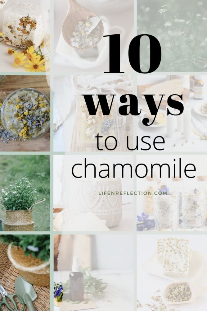 Combining chamomile’s benefits for the skin, body, and mind is everything! You’ll find chamomile uses are life-changing with these ten things you can make with chamomile. 