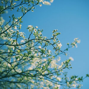 Close-up of delicate white spring tree blossoms against a soft, blue sky.