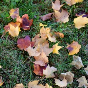 falling leaves autumn season