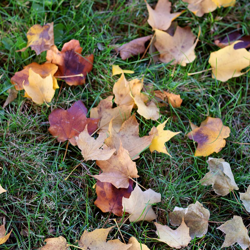 falling leaves autumn season