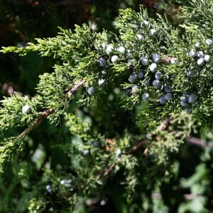 winter season juniper berry evergreen branches