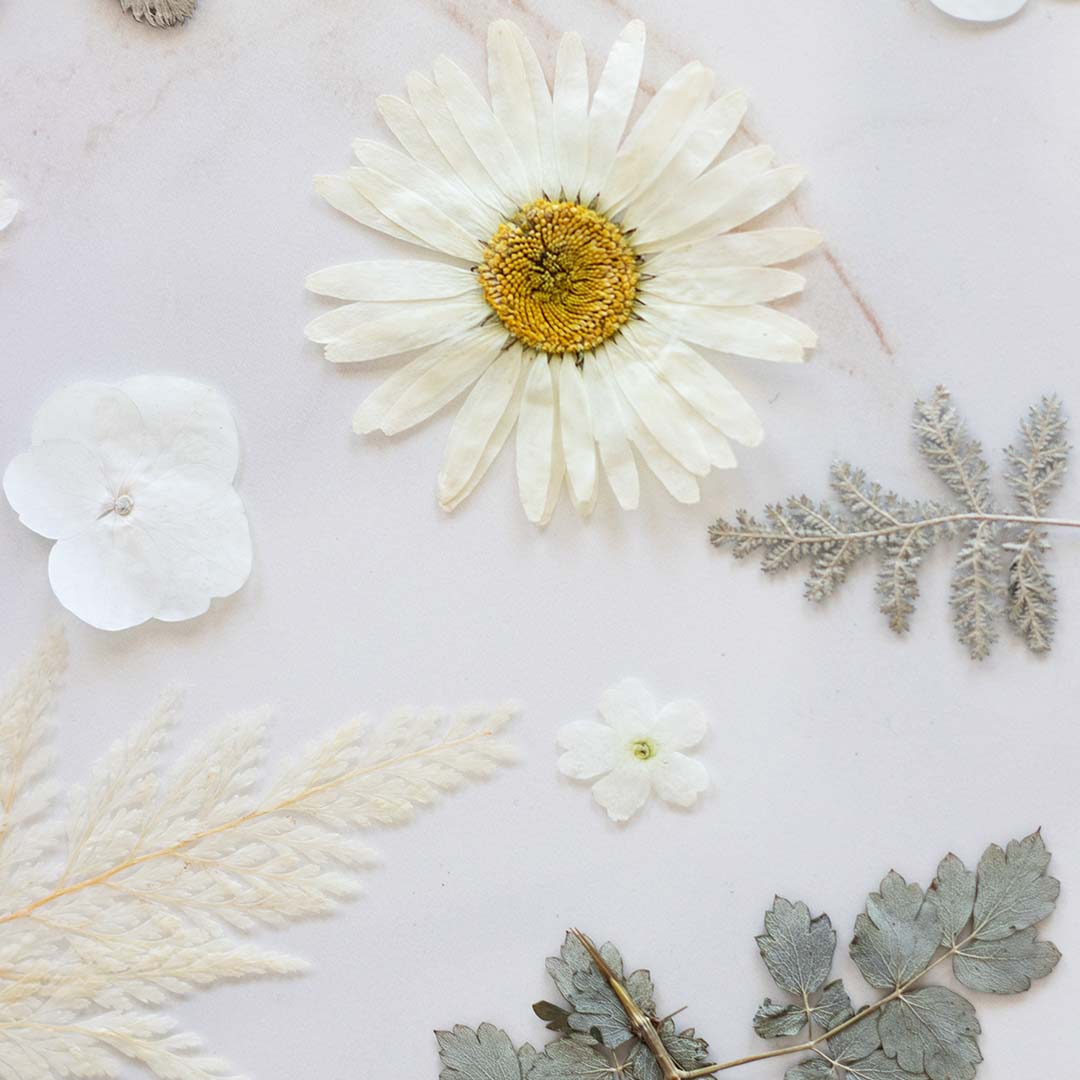 white pressed flowers and soft green leaves