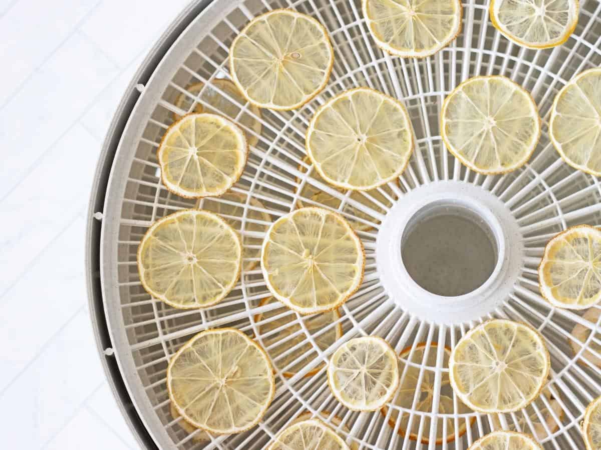looking over an open dehydrator with lemon slices dehydrating