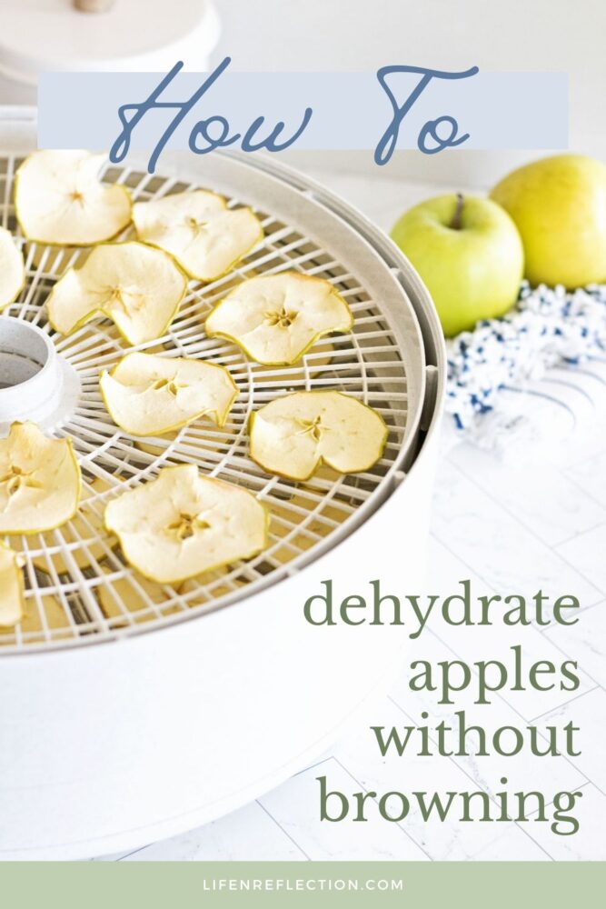 crisp green Granny Smith apple slices dehydrating in a dehydrator
