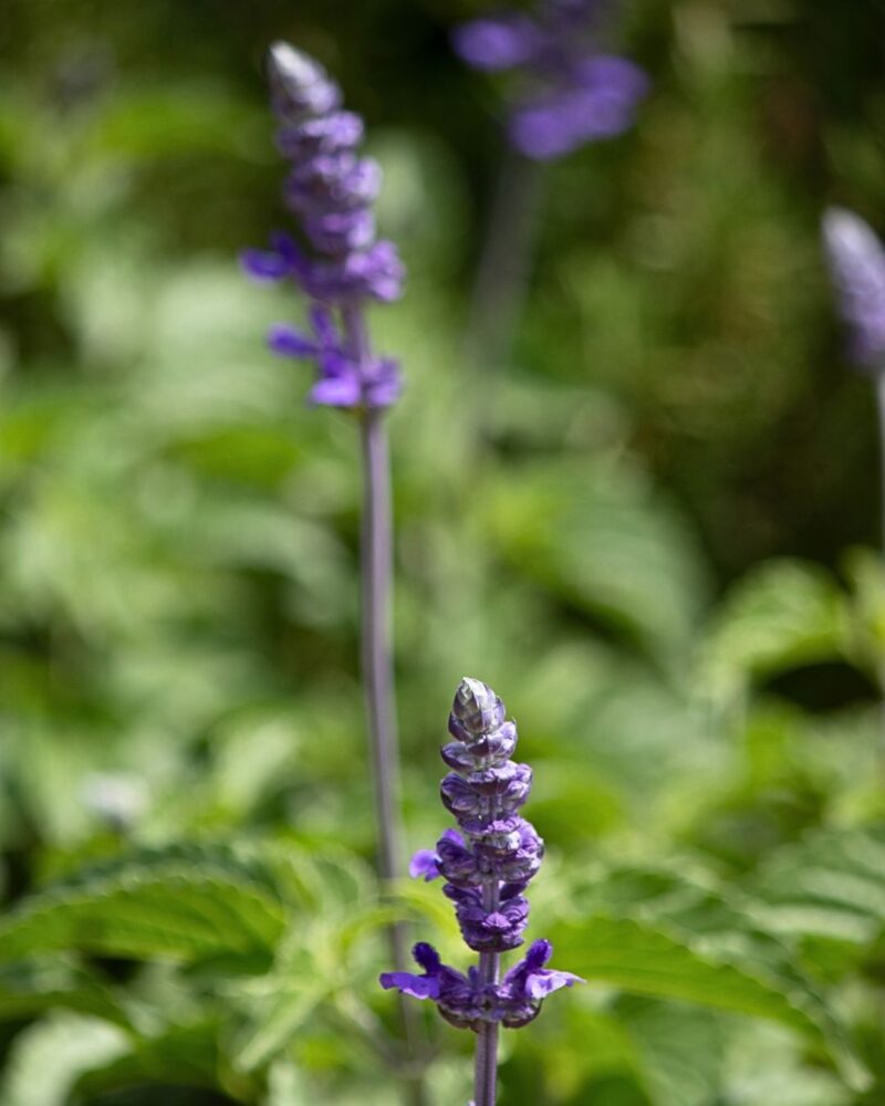 Striking plumes of blue sage just beginning the years growth in soft spring sunlight of a luscious herb garden.