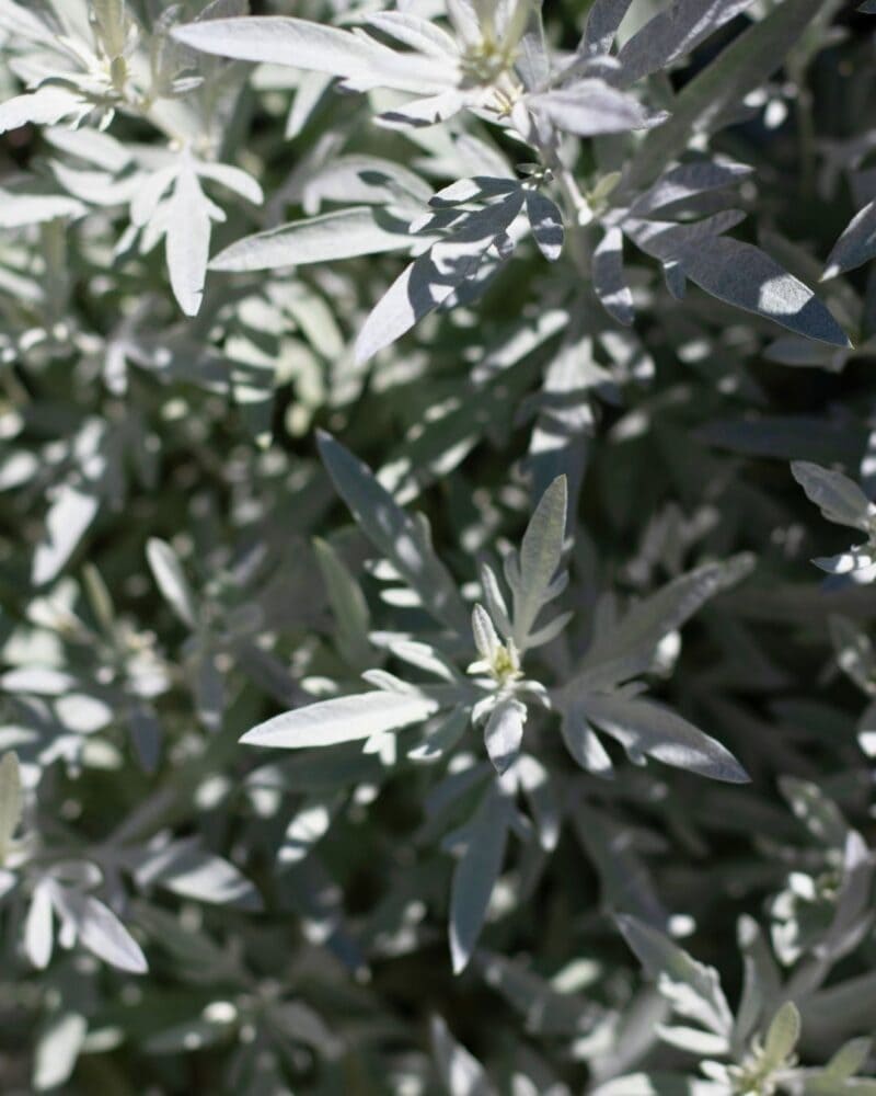 Dappled sunlight, sage stretching in star-like spines to toward the warm sunlight.