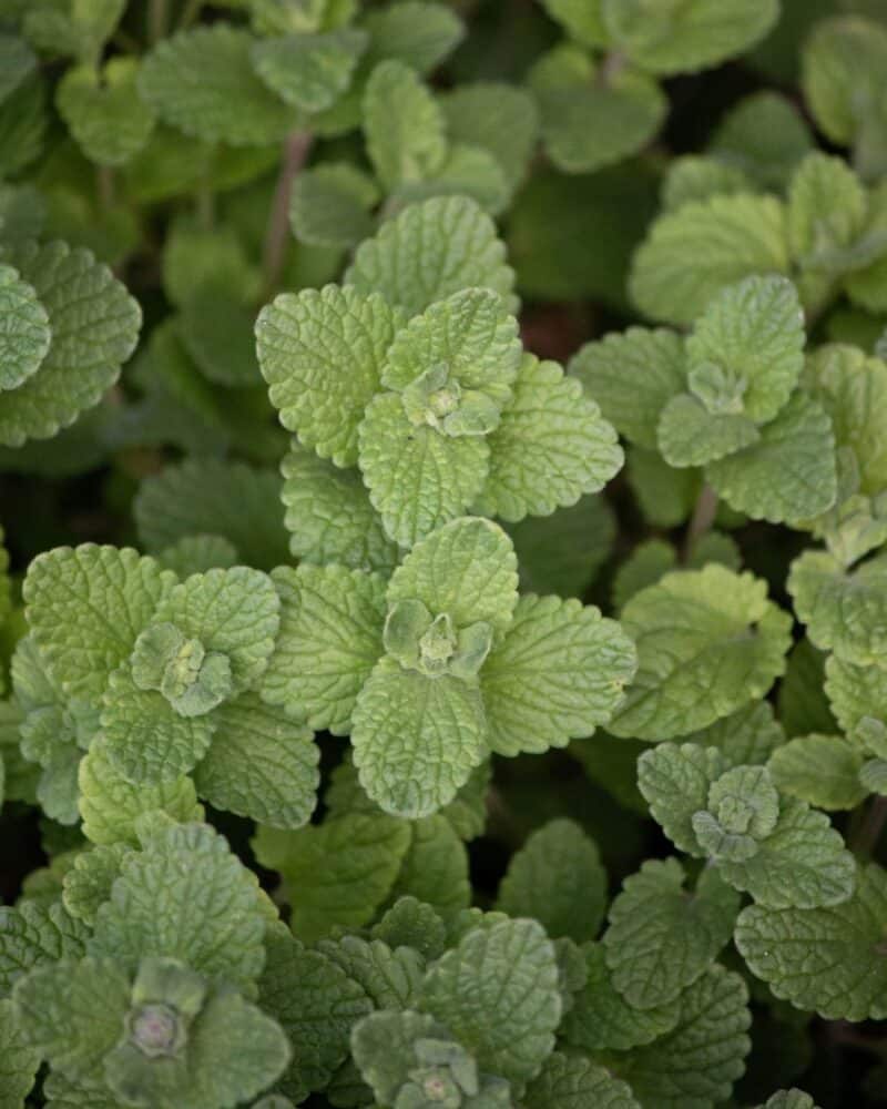 clover-like bunches of mint sprawling in a shady herb garden.